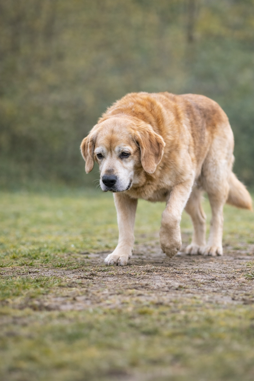 idős kori kutyafizio